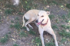 Ana relaxing after a walk to the river - dogs for adoption SOS Animals Spain