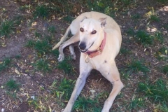 Ana enjoying the garden at our shelter - dogs for adoption SOS Animals Spain