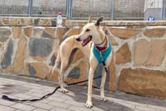Ana enjoying some environmental training - dogs for adoption SOS Animals Spain