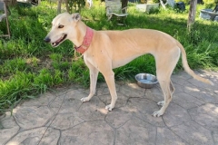 Beautiful Galgo Ana - dogs for adoption SOS Animals Spain