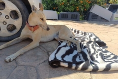 Ana relaxing in the sunshine - dogs for adoption SOS Animals Spain