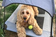 Angus enjoying the sunshade in the shelter garden - dogs for adoption SOS Animals Spain