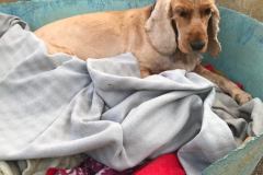 Angus making a nest in his bed - dogs for adoption SOS Animals Spain