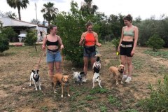 Angus and some other dogs walking with our volunteers - dogs for adoption SOS Animals Spain