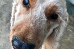 Cocker Spaniel Angus has beautiful big brown eyes - dogs for adoption SOS Animals Spain