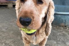 Angus with his ball - dogs for adoption SOS Animals Spain