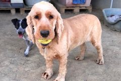 Angus with a new hair cut and his ball - dogs for adoption SOS Animals Spain