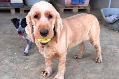 Angus with a new hair cut and his ball - dogs for adoption SOS Animals Spain