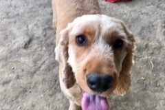 Angus with his tongue out - dogs for adoption SOS Animals Spain