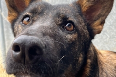 Beautiful Atena - dogs for adoption SOS Animals Spain