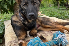 Atena with her rope toy - dogs for adoption SOS Animals Spain