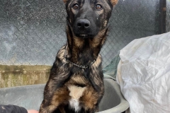 Young Shepherd Cross Atena - dogs for adoption SOS Animals Spain
