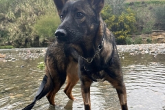 Atena at the river - dogs for adoption SOS Animals Spain
