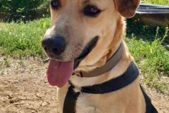 Brian is really enjoying the quieter environment at our shelter - dogs for adoption SOS Animals Spain