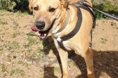 Brian enjoying his walk to the river - dogs for adoption SOS Animals Spain