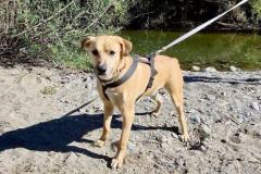 Brian on one of his daily walks by the river - dogs for adoption SOS Animals Spain