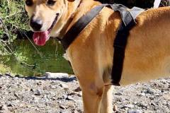 Brian looking relaxed and happy on his walk - dogs for adoption SOS Animals Spain