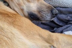 Brian having a post-walk snooze - dogs for adoption SOS Animals Spain