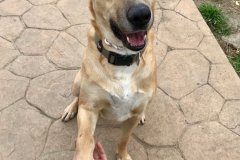 Brian looking handsome in the shelter garden - dogs for adoption SOS Animals Spain