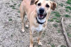 Brian enjoying some garden time at our shelter - dogs for adoption SOS Animals Spain