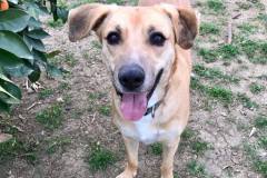 Beautiful brown-eyed Brain - dogs for adoption SOS Animals Spain