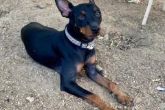 Chico in the shelter garden - dogs for adoption SOS Animals Spain