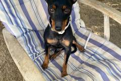 Chico sitting on the sun lounger in the garden - dogs for adoption SOS Animals Spain