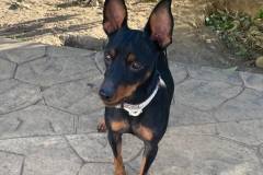 Tiny Chico with his magnificant ears - dogs for adoption SOS Animals Spain