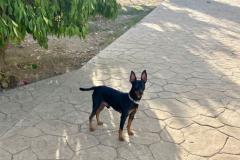 Pinscher mix Chico is one of our smallest dogs - dogs for adoption SOS Animals Spain