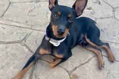 Chico gazing at the camera - dogs for adoption SOS Animals Spain