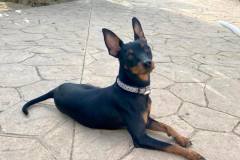 Little Pinscher mix Chico sitting on the patio - dogs for adoption SOS Animals Spain