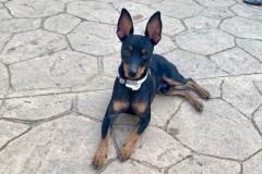 Chico posing for the camera and showing off his wonderful ears - dogs for adoption SOS Animals Spain