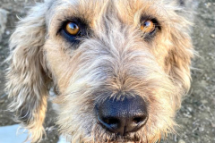 Close up face shot of Eldan showing his beautiful eyes - dogs for adoption SOS Animals Spain