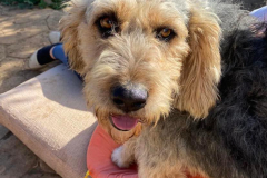 Eldan has the most beautiful big brown eyes - dogs for adoption SOS Animals Spain