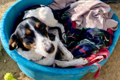 Ella relaxing in her favourite bed - dogs for adoption SOS Animals Spain