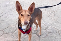 Erik returning from his walk - dogs for adoption SOS Animals Spain