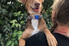 Erik loves affection and cuddles - dogs for adoption SOS Animals Spain