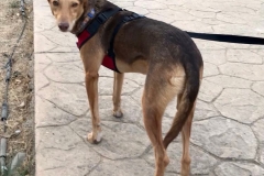 Podenco Erik - dogs for adoption SOS Animals Spain