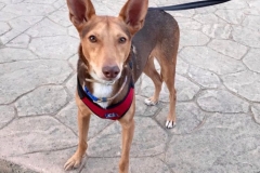 Erik returning from his walk - dogs for adoption SOS Animals Spain