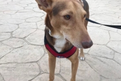 Beautiful Podenco Erik - Erik returning from his walk - dogs for adoption SOS Animals Spain