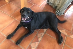 Fia loves to hang out in the volunteers house - dogs for adoption SOS Animals Spain