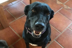 Labrador X Fia - dogs for adoption SOS Animals Spain