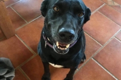 Fia is looking for a home- Labrador X Fia - dogs for adoption SOS Animals Spain