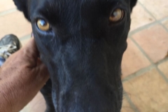Friendly Fia - Labrador X Fia - dogs for adoption SOS Animals Spain