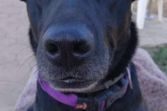 Our latest arrival Fia - Labrador X Fia - dogs for adoption SOS Animals Spain