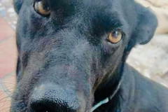 Sweet-natured Fia - Labrador X Fia - dogs for adoption SOS Animals Spain