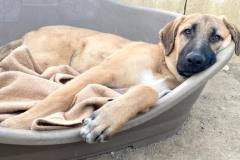 Freya relaxing in her bed - dogs for adoption SOS Animals Spain