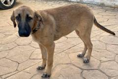 Sweet gentle Freya standing on the patio in the garden - dogs for adoption SOS Animals Spain