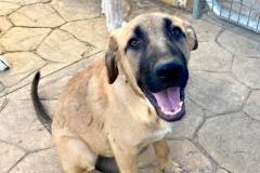 Smiling Freya - dogs for adoption SOS Animals Spain