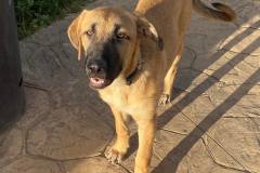 Freya bathed in sunlight - dogs for adoption SOS Animals Spain